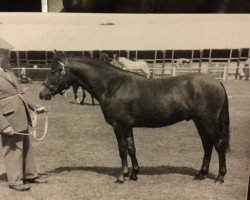 stallion Priory Blue Peter (New Forest Pony, 1961, from Priory Starlight VII)