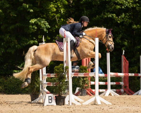 jumper Atlantis 213 (Haflinger, 2011, from Aragon)