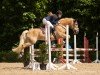 Springpferd Atlantis 213 (Haflinger, 2011, von Aragon)