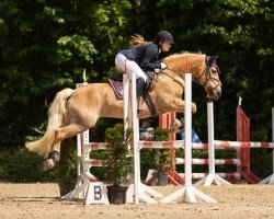 Springpferd Atlantis 213 (Haflinger, 2011, von Aragon)