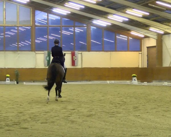 Reitturnier Weikersdorf am Steinfelde 2021