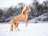 dressage horse Lady Lou (German Riding Pony, 2011, from The Braes My Mobility)