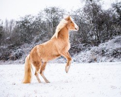 Dressurpferd Lady Lou (Deutsches Reitpony, 2011, von The Braes My Mobility)