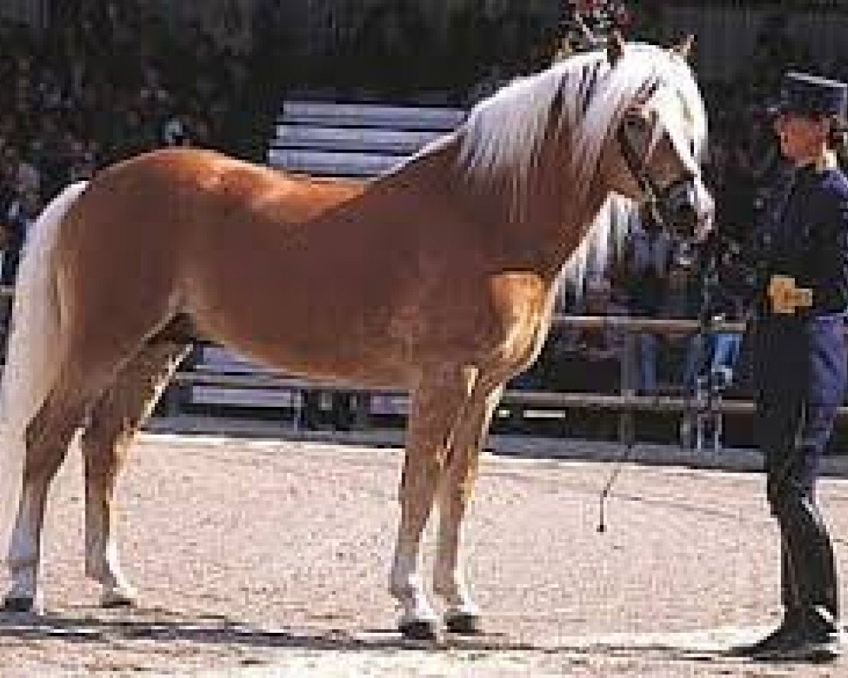 Deckhengst liz. 101/T Amadeus (Haflinger, 1989, von 1338 Afghan II)