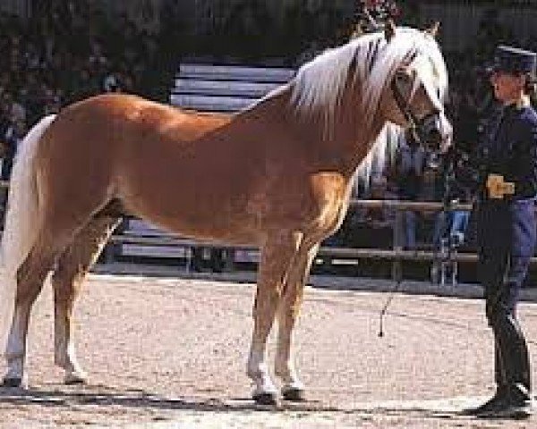stallion liz. 101/T Amadeus (Haflinger, 1989, from 1338 Afghan II)