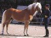 stallion liz. 101/T Amadeus (Haflinger, 1989, from 1338 Afghan II)