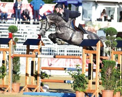 jumper Stakkatan (Oldenburg show jumper, 2009, from Stakkatol)