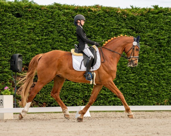 dressage horse Quantano 16 (German Sport Horse, 2014, from Quadroneur)