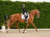 dressage horse Quantano 16 (German Sport Horse, 2014, from Quadroneur)