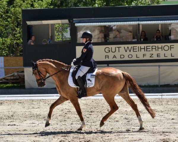 Dressurpferd Der kleine Arogno (Deutsches Reitpony, 2018, von Dating At NRW)