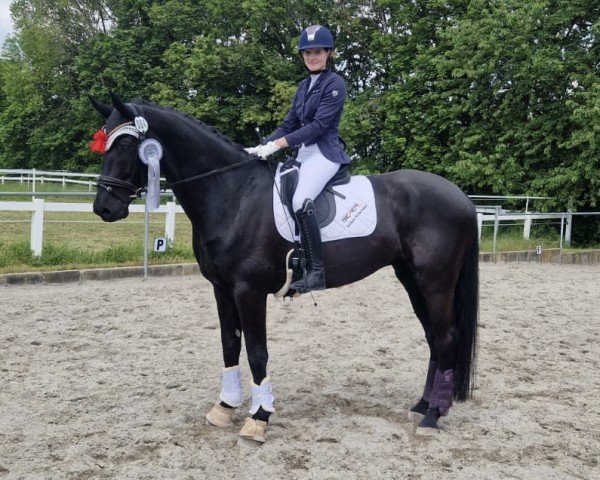 dressage horse First Class 115 (Hanoverian, 2017, from Blue Hors Farrell)