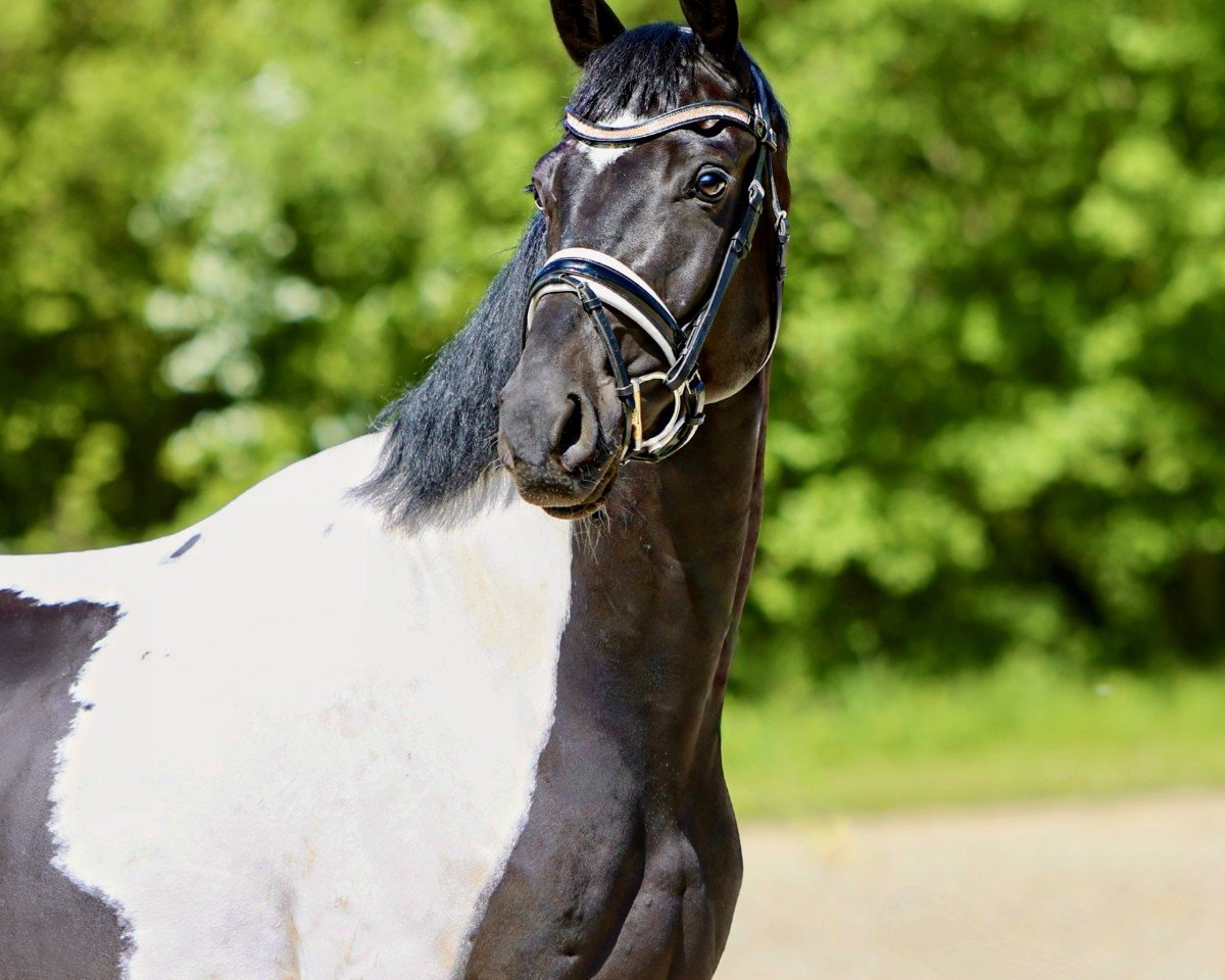 Dressurpferd Haurums Rock Mann (Pinto mit Reitpferdepedigree, 2019, von Rockefeller)