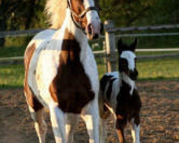 broodmare Hedens Annastasia (Pinto with riding horses pedigree, 2001, from Playboy)