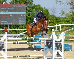 jumper Cantero 5 (Hanoverian, 2015, from Chaman)