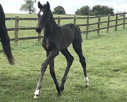 dressage horse Larkshill Briliance (Oldenburg, 2020, from Jameson RS2)