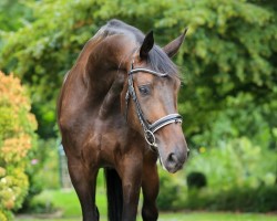 dressage horse Coco 417 (Oldenburg, 2018, from Fürst Romancier)