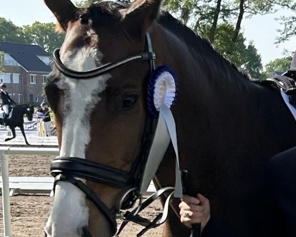 jumper Giovedi Santo M (Hanoverian, 2019, from Gentleman FRH)