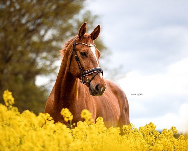 Springpferd Cocoro (Deutsches Reitpferd, 2014, von Casskeni II)