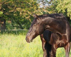 dressage horse Hidallgo (Württemberger, 2011, from Hochmeister)