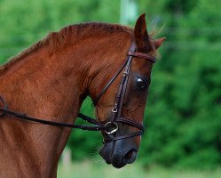 Pferd Blokland's Hoeve's Souvenir (Nederlands Welsh Ridepony, 1996, von Cupkeshof's Ringo Boy)