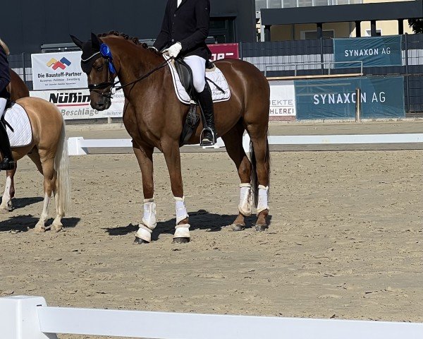 dressage horse Quando 72 (Hanoverian, 2018, from Quantensprung 3)