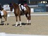 dressage horse Quando 72 (Hanoverian, 2018, from Quantensprung 3)