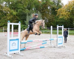 dressage horse Anuschka P (German Riding Pony, 2010, from Hemingway B)