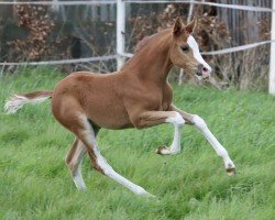 foal by Steverheides Calliope (Westphalian, 2024, from César 7)