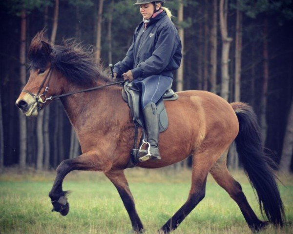 broodmare Vaenting vom Laekurhof (Iceland Horse,  , from Gladur von Faxabol)