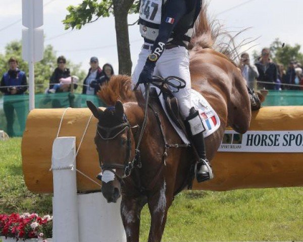 stallion Propriano de l‘Ebat (Selle Français, 2003, from Clown du Chesnay)
