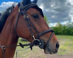 jumper Estelle 104 (German Sport Horse, 2020, from Eldorado vd Zeshoek Tn)