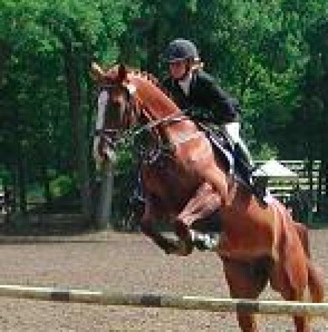 broodmare Nolamie des Etisses (Selle Français, 2001, from Oberon du Moulin)