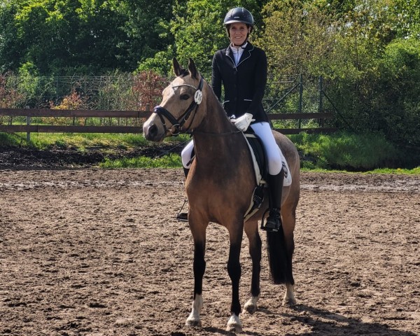 dressage horse Aconito 8 (German Riding Pony, 2018, from A kind of Magic 5)