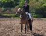 dressage horse Aconito 8 (German Riding Pony, 2018, from A kind of Magic 5)