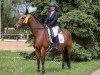 dressage horse Sambor 5 (Anglo-Arabs, 2001, from Canadian Winter xx)