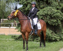 dressage horse Sambor 5 (Anglo-Arabs, 2001, from Canadian Winter xx)