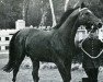 Pferd Ibrahim AN (Anglo-Normanne, 1952, von The Last Orange AN)