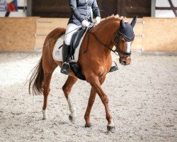 dressage horse Sir Morgenstern 3 (Deutsches Reitpony, 2005, from Marsstern)