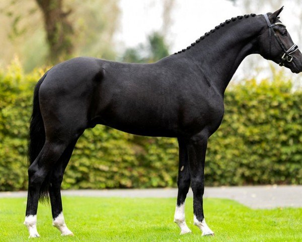 dressage horse Sarai L (Danish Warmblood, 2021, from Secret)