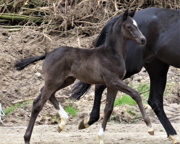 Dressurpferd En Vogue (Trakehner, 2022, von Fellini)