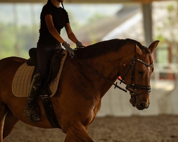 jumper Landini (Hanoverian, 2015, from Landor S)