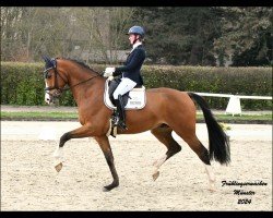 dressage horse Elton PS (German Warmblood, 2019, from Escalito 3)