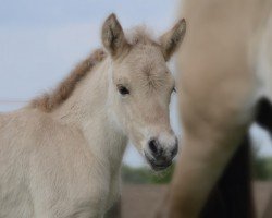 foal by Dorle (Fjord Horse, 2024, from Konrad)