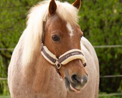 horse Haribo (German Riding Pony, 2001, from Magic)