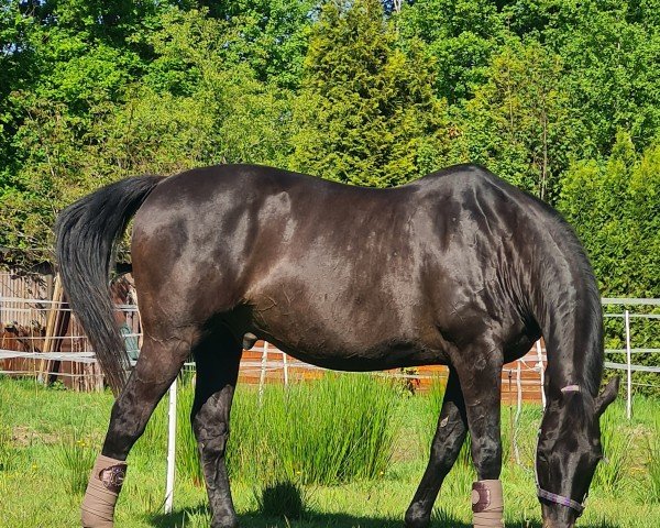 horse Lord Luigi (Saxony-Anhaltiner, 1998, from Luigi xx)