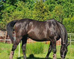 Pferd Lord Luigi (Sachsen-Anhaltiner, 1998, von Luigi xx)