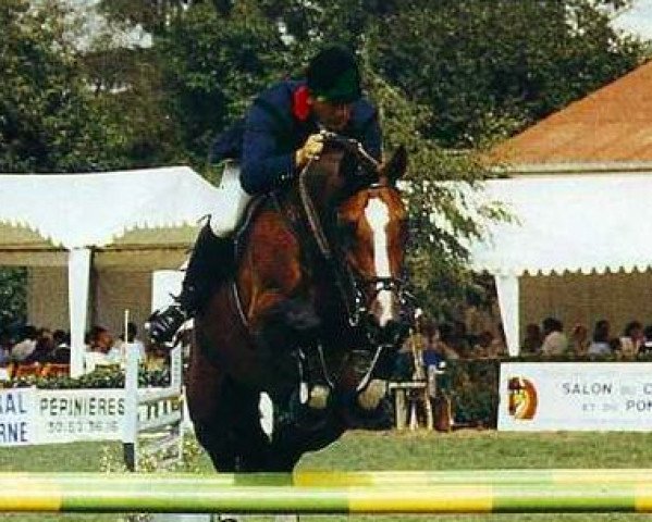 stallion Quam de la Lande (Selle Français, 1982, from Pot d'Or xx)