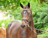 dressage horse Tea at Sunday (Trakehner, 2019, from Saint Cyr)