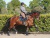 dressage horse Die Kleine Diva 4 (Rhinelander, 2016, from Don Romanov)