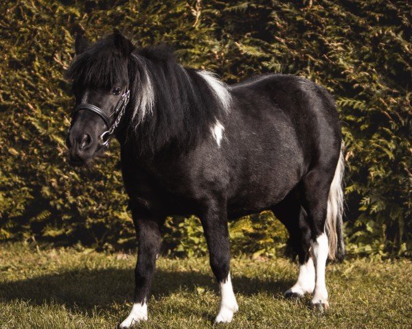 dressage horse Vicky (unknown, 2017)